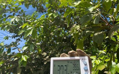 Impactos das condições climáticas extremas na atividade de manejo de árvores