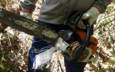 Acidentes no Manejo de Árvores: Falta de Conscientização ou Excesso de Confiança?