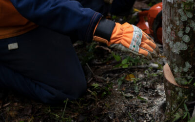Segurança no manejo florestal na prática de desrama