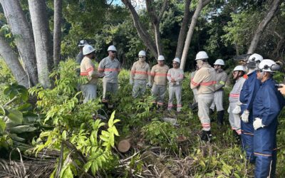 Manejo de Resíduos Florestais: Estratégias para Redução de Impactos Ambientais