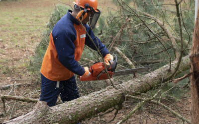 4 Tarefas da Motosserra na Conservação de Floresta comercial
